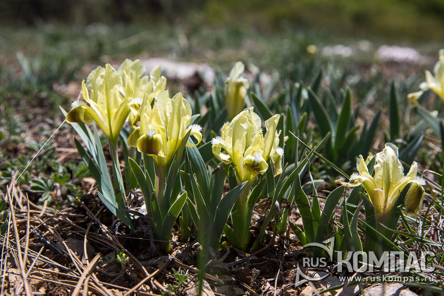 ����� ������ ����� �� ��-�����