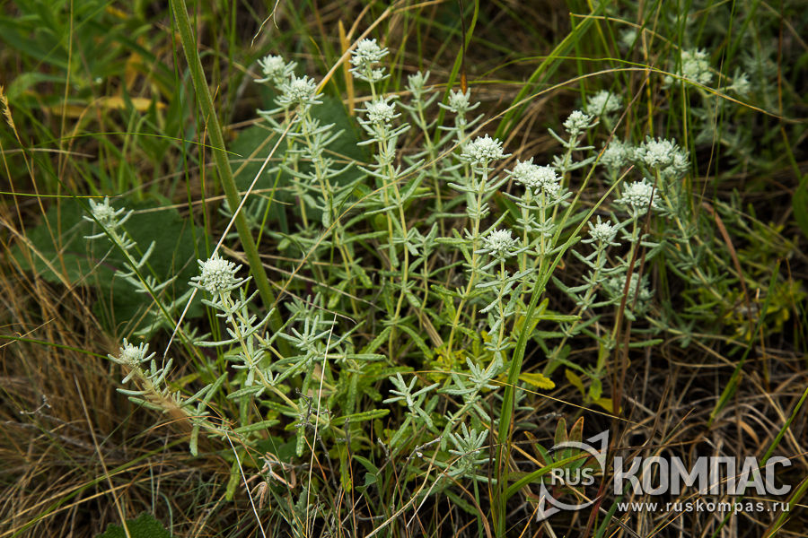 ��������� �������������