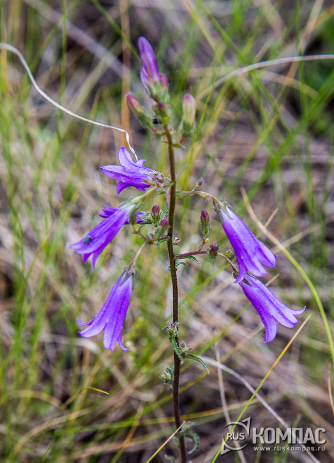 ����������� ���������