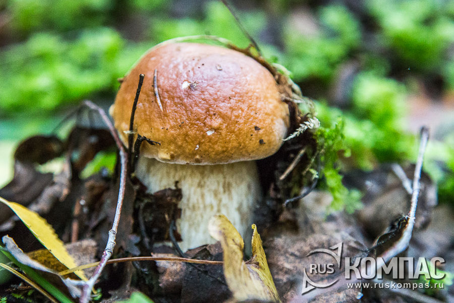 ����� ����