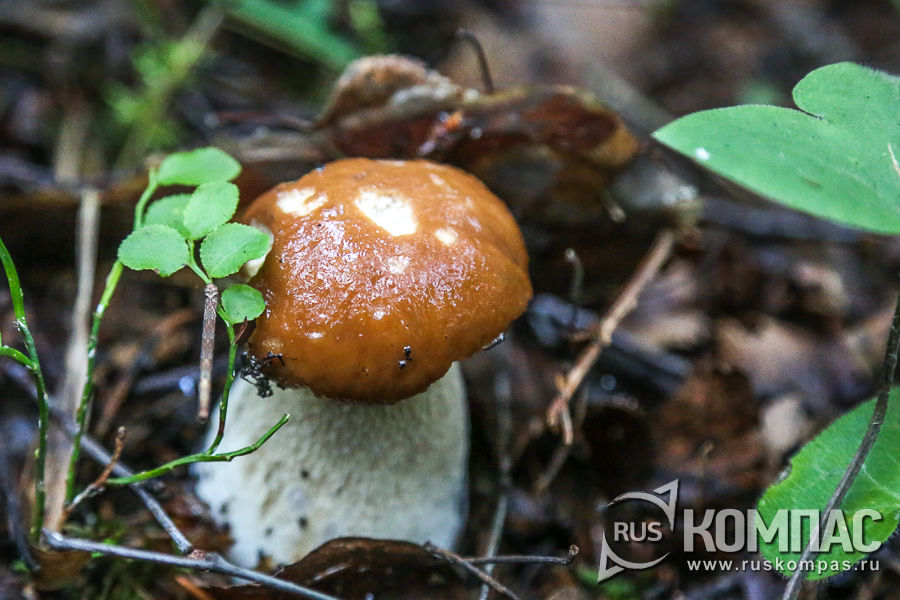 ����� ����