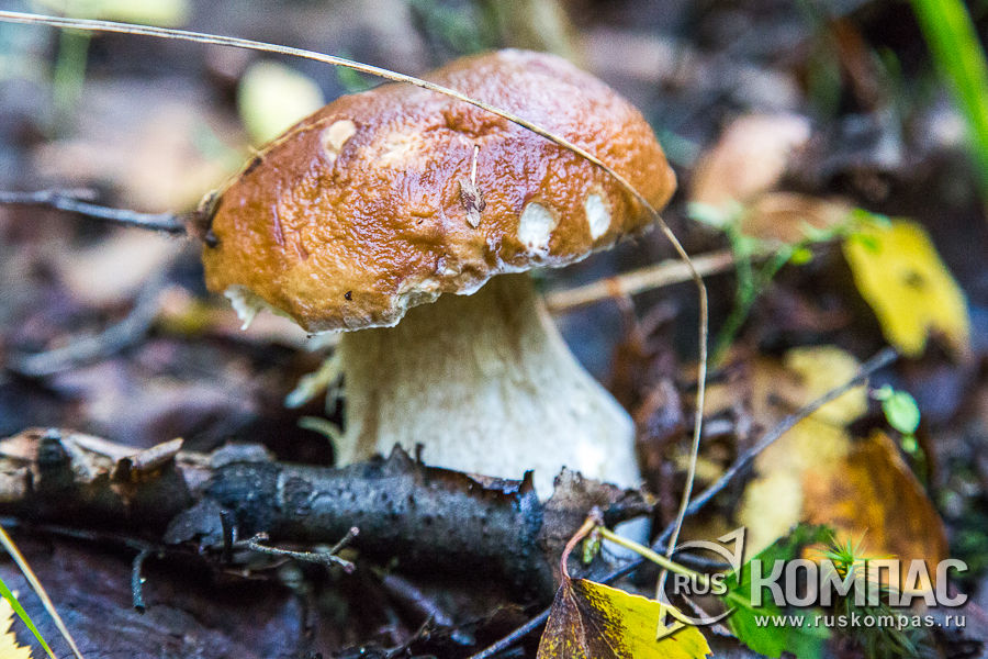 ����� ����