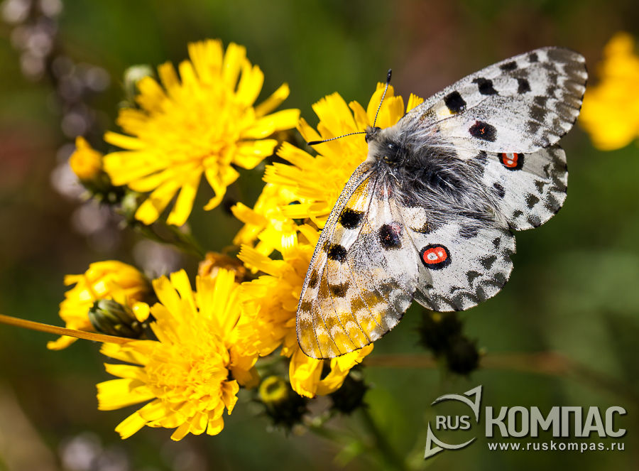 ������� ������� (Parnassius apollo)