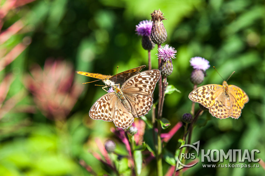 ������������� �������