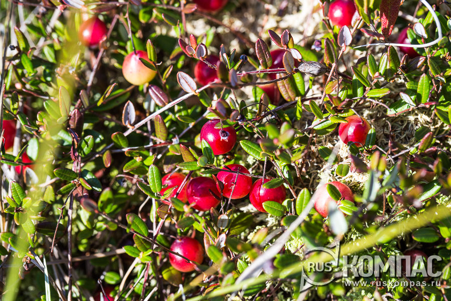 ���������� �������