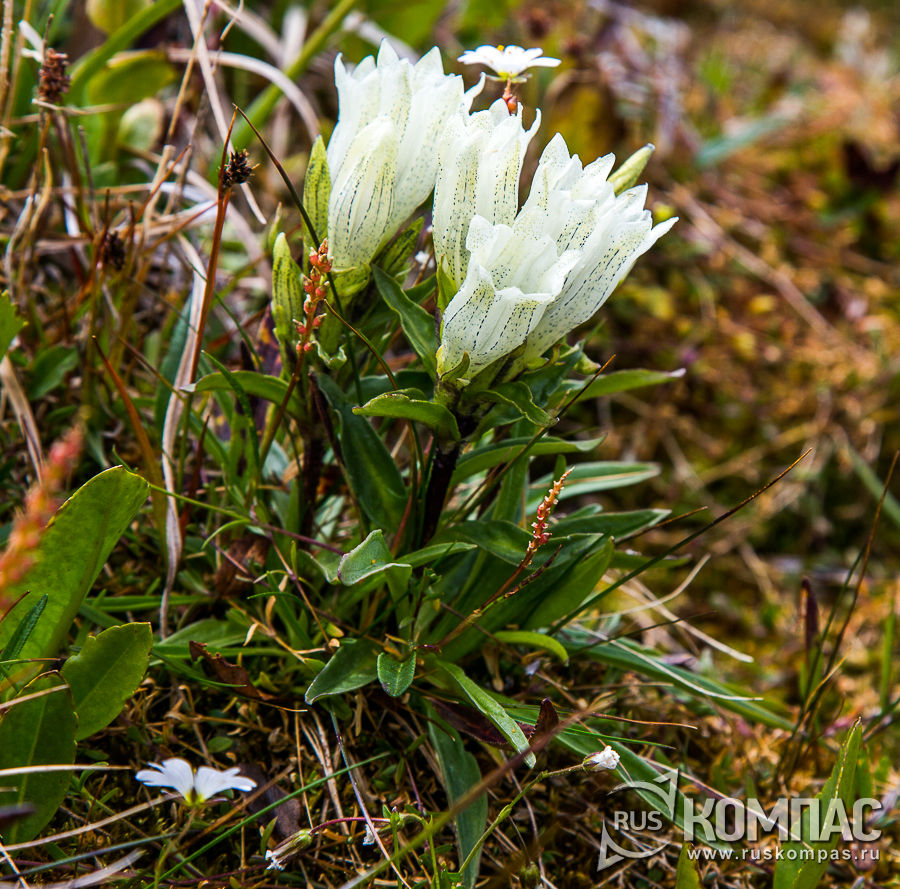   (  ) Gentiana algida