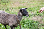Романовская овца - один из брендов Тутаева