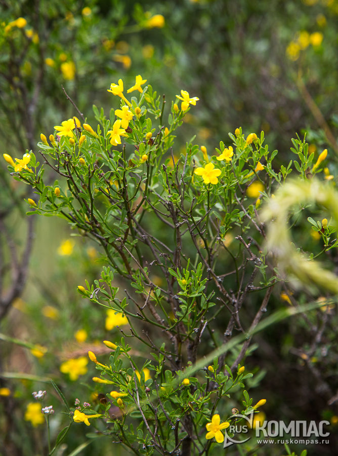 �������� ������������� (���������� ���)