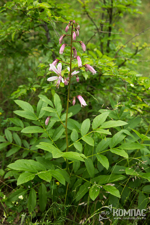 ������ - �������� �������� �����