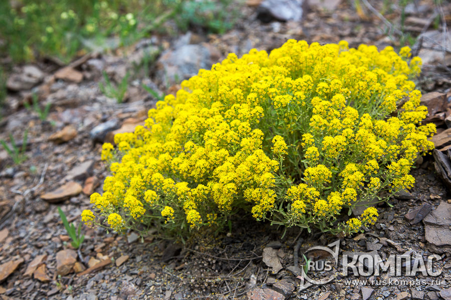 �������� �����