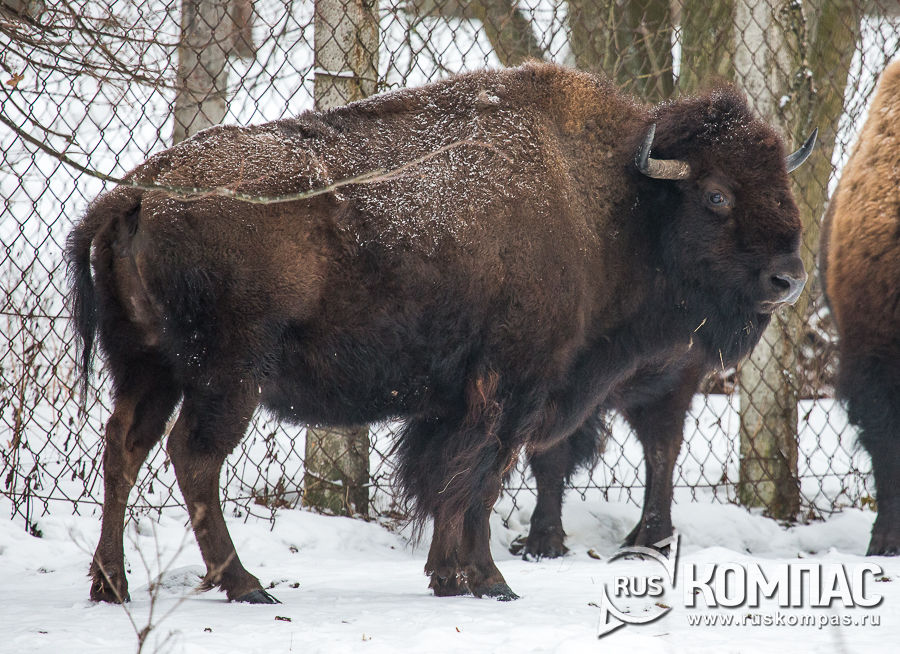 ����� ������