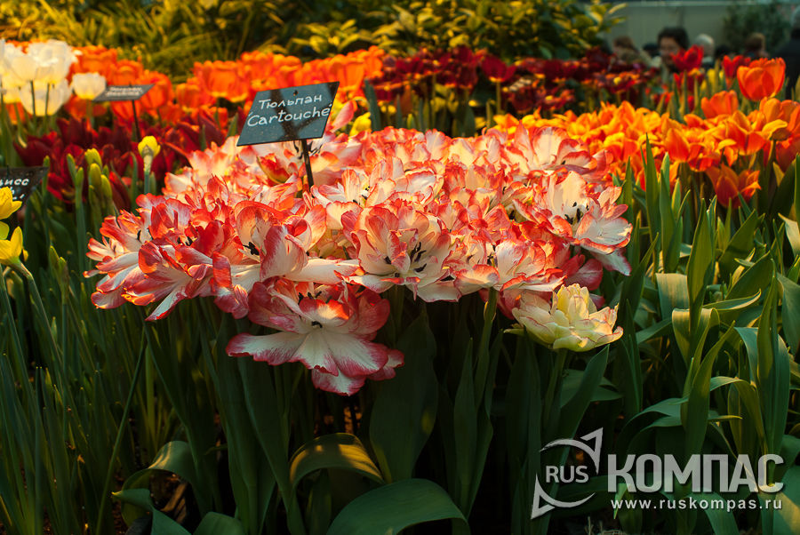 �������� ����� Cartouche (������)