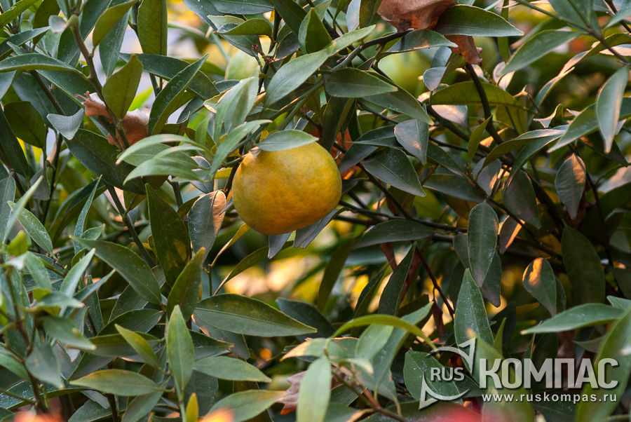 ����� ���������