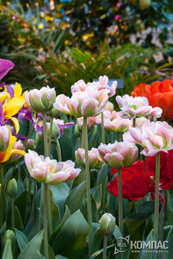 �������� ��������