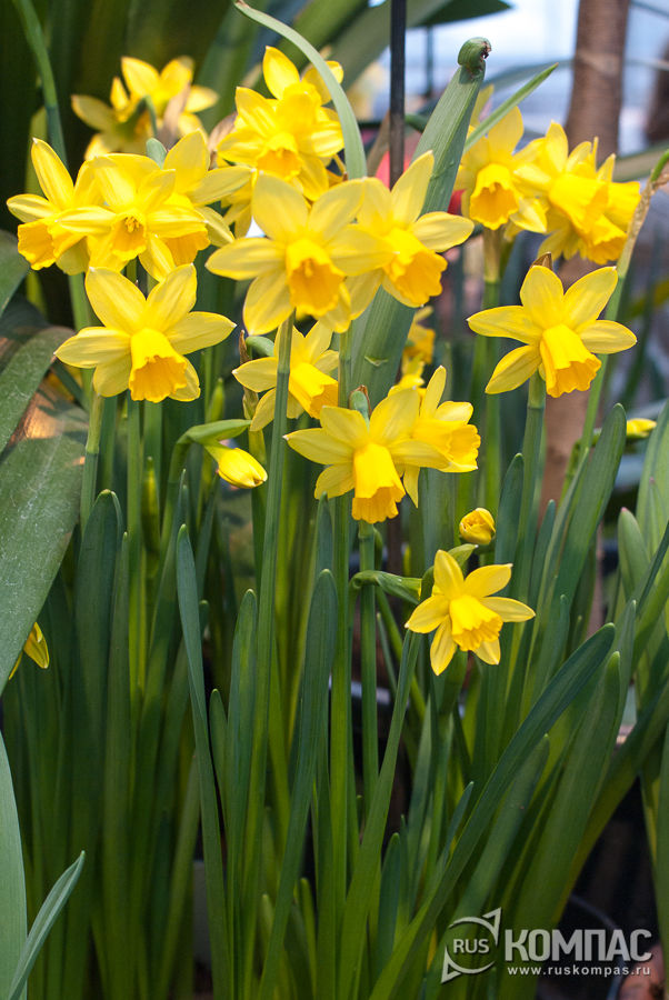 ������ ��������