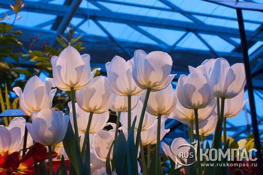 ����������� �������� ����� Silver Dollar