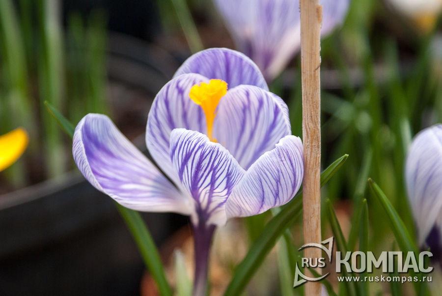 ������ Pickwick