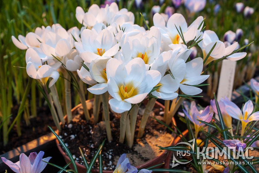 ������� ����� Miss Vain 