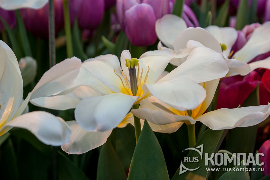 �������� �������� �������� ����� Barberry mix