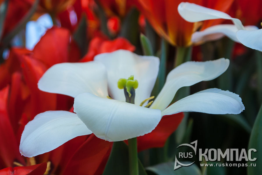 �������� ������ �������� ����� Barberry mix