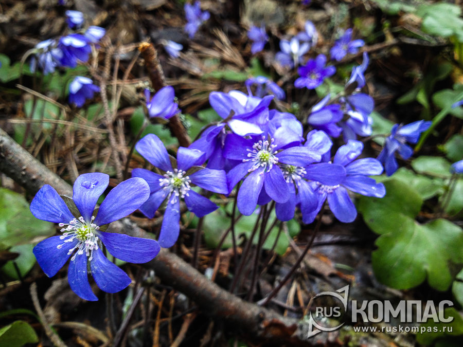 �������� ����������� �����������