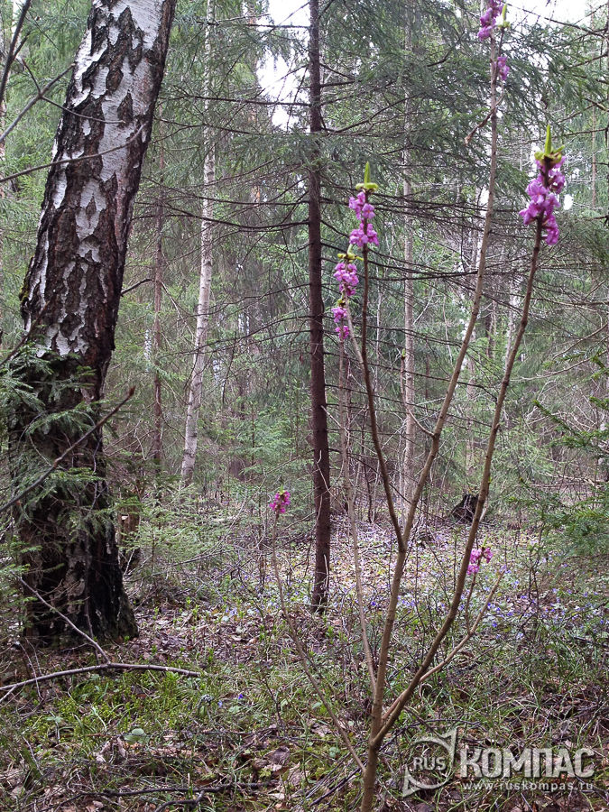 �������� ���� �������� ���� (������������ ������������)