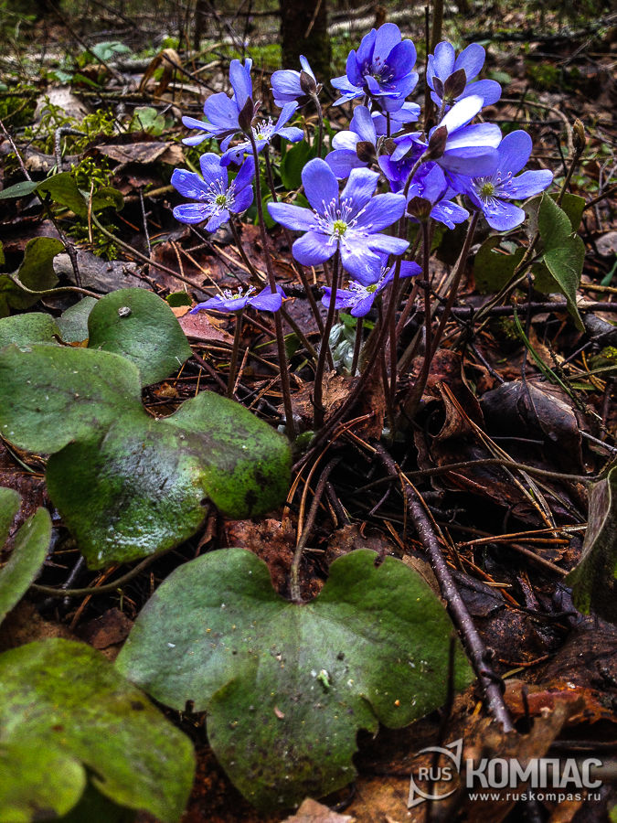 ����� � ������ �����������