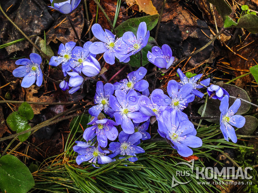 �������� ����� �� ��������� �����������