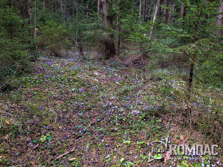 ������� � �������, �������� �������� ������������