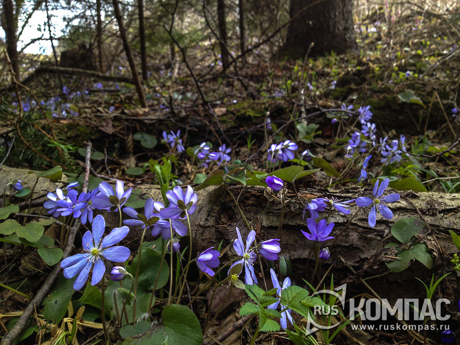 ������� �����������