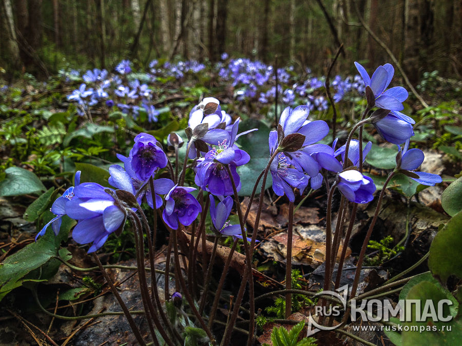 ���������������� ����� �����������