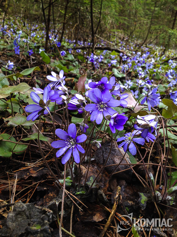 �������� ����������� � �������