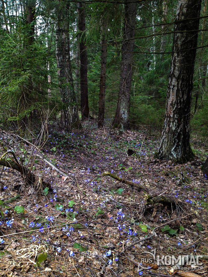 ������� �������� ����������� � �������