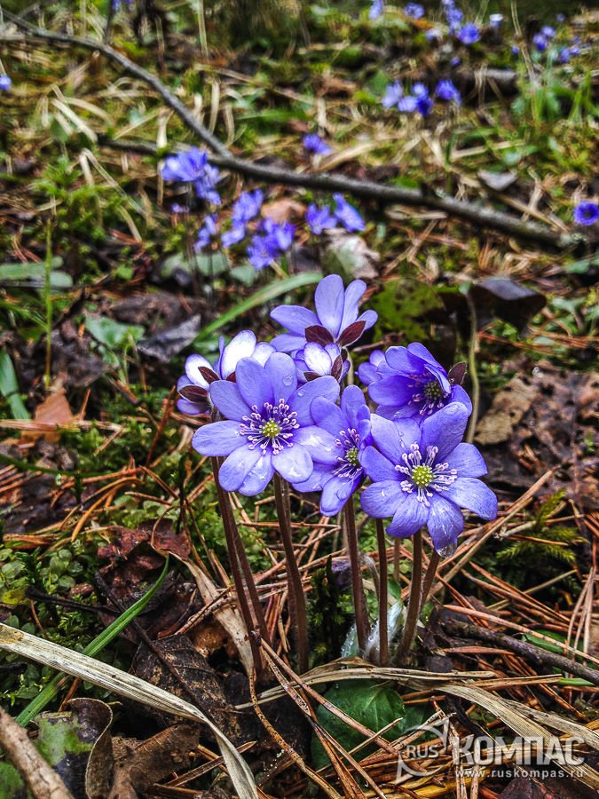 �������� ����������� �� �����