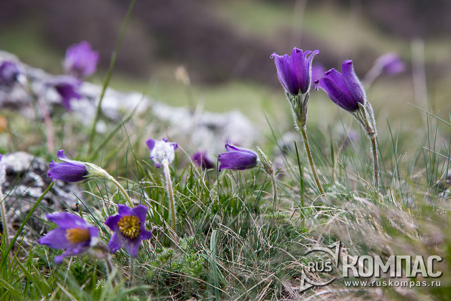 ������ �������� ���������� 