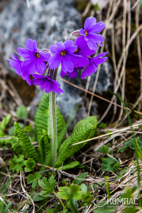 �������� ������� � ����������� ������