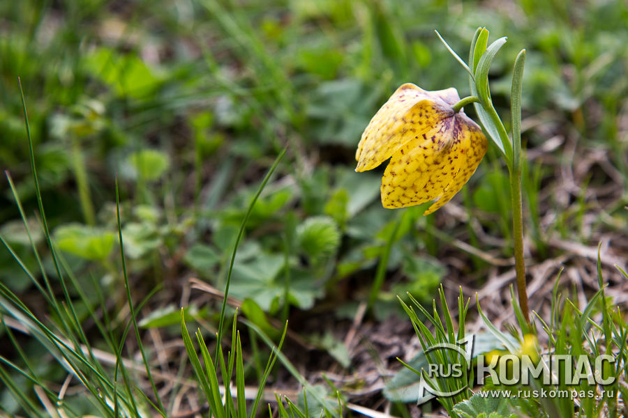 ������ ������