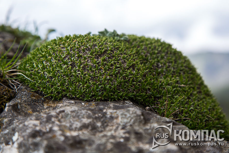 ��������-�������