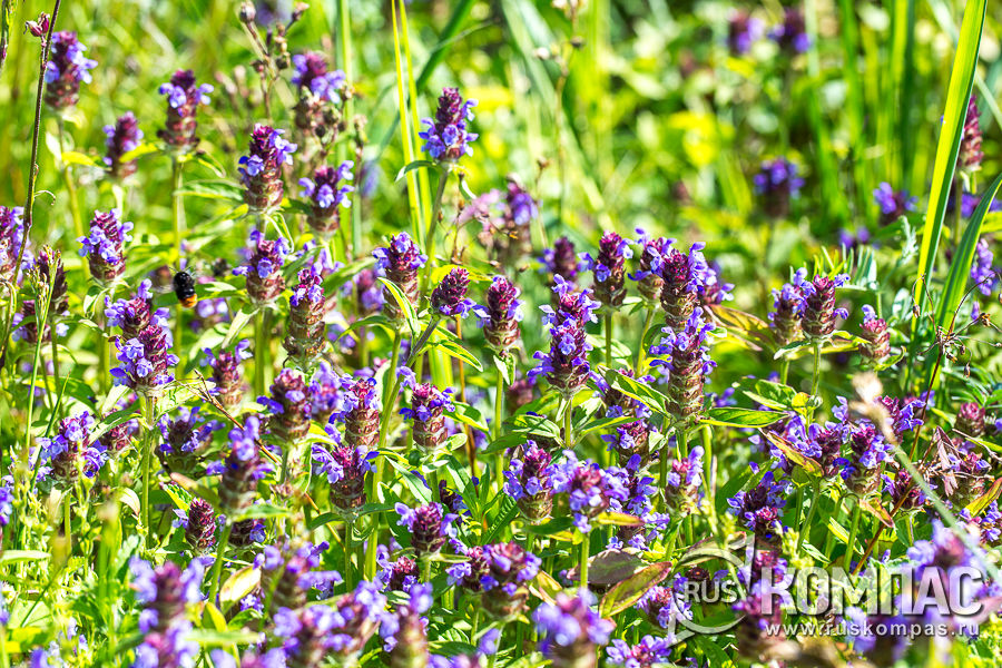 ������������ ������������