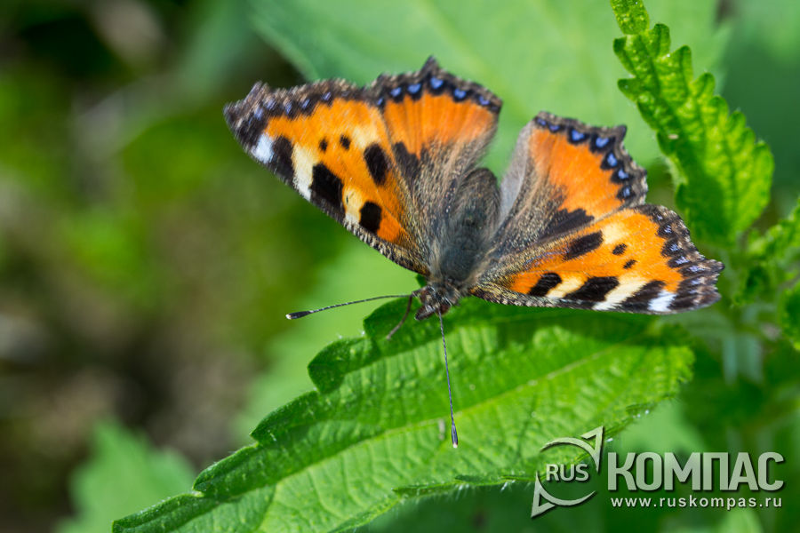 ������� ����������