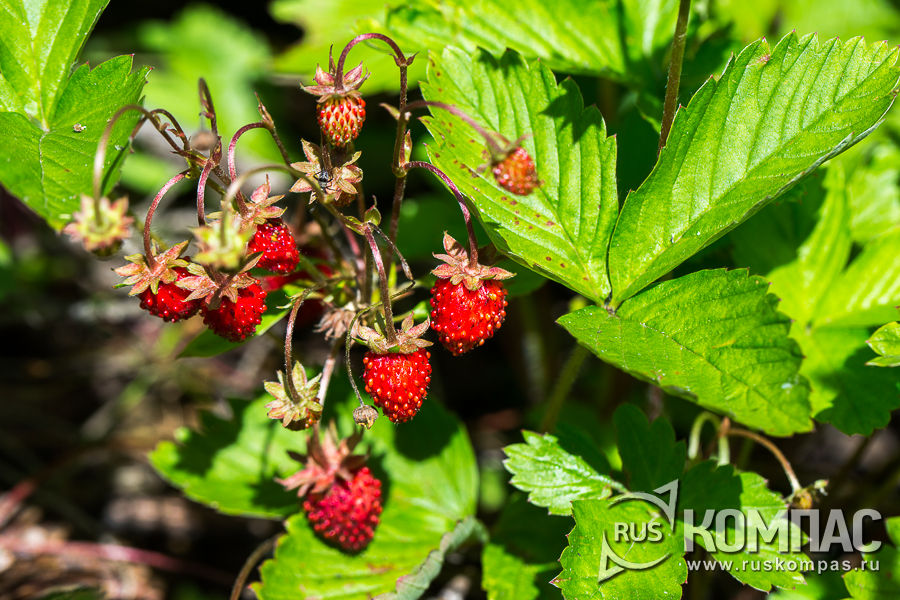 ����������� ����