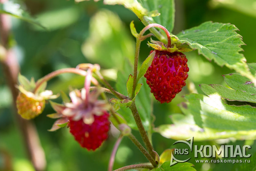 ���� ���������