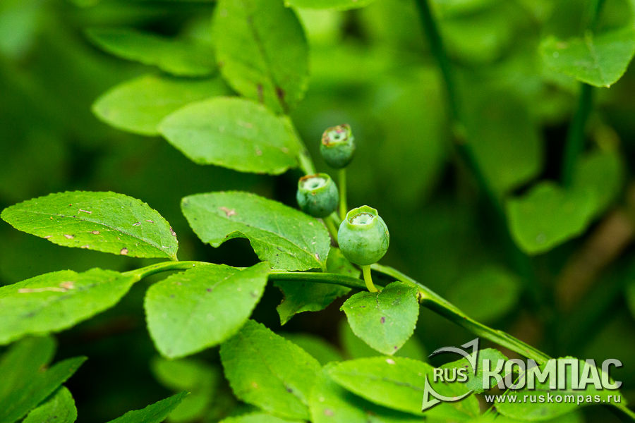 ������� ��� �� �������