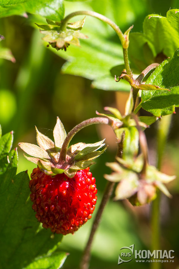 ������� ��������� ������� ������