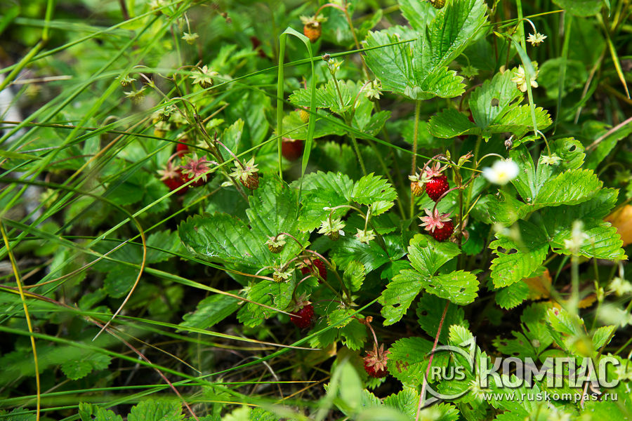 ������ � ����������