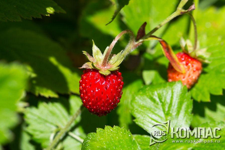 ������ ��������� �� �������