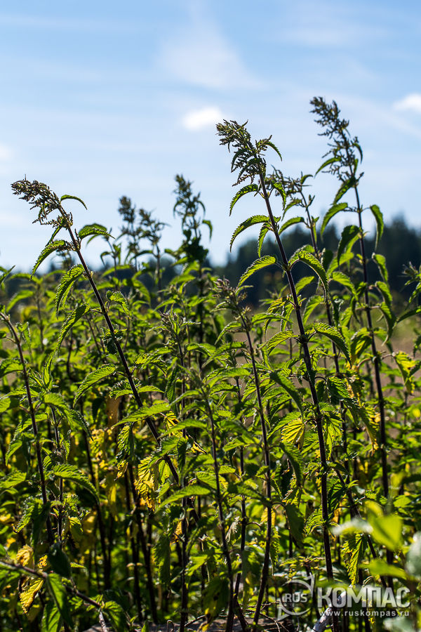 ������� �� �������