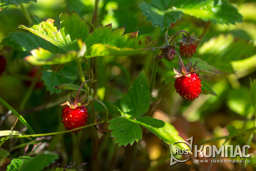 ��������� �����