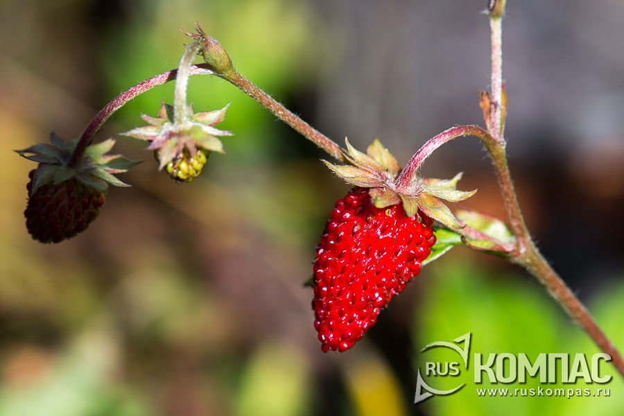 ������ ��������� �������