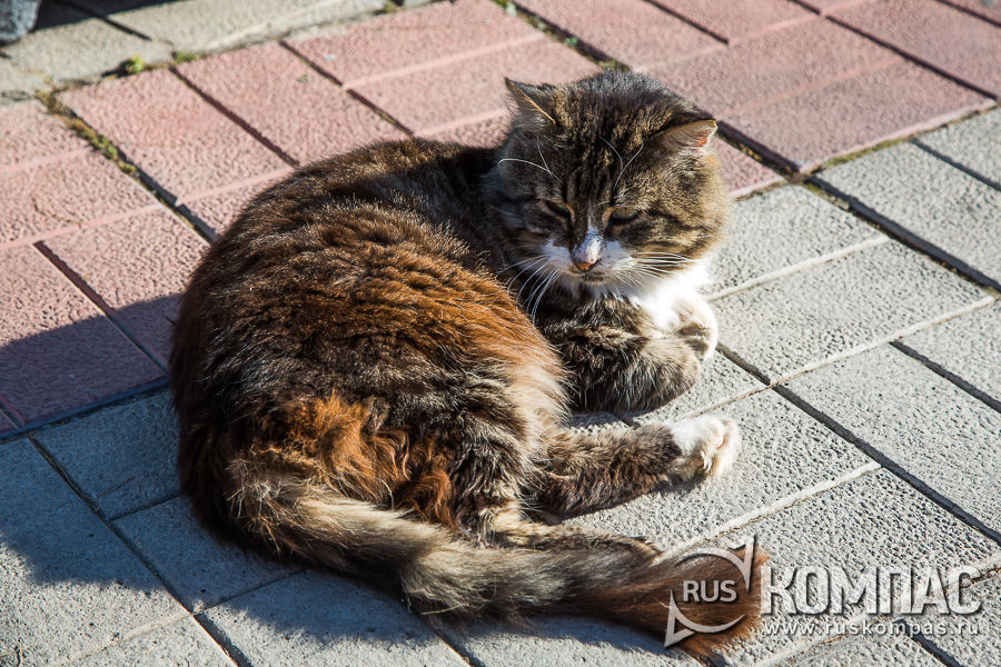 ��������� �����